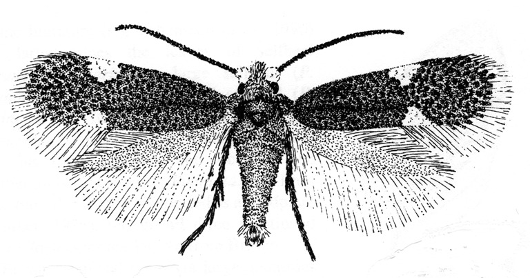 Adult of Trifurcula headleyella (Nepticulidae).